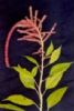 Amaranthus Caudatus Extract 
